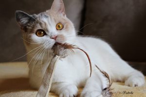 14192132_1097386410339984_5442134103392566042_n