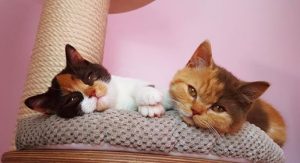 14469677_1084445841640696_1845440640032144877_n