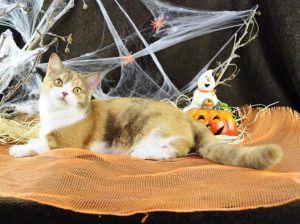 14590386_925748774201502_6542344190698165898_n